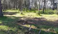 O BNG de Cabanas denuncia a tala masiva de árbores no Piñeiral da Madalena