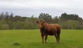 Ideas Claras: Potenciar o noso rural